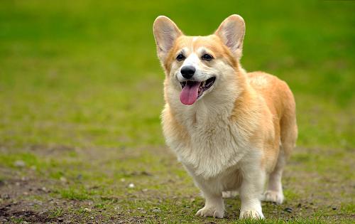 Pembroke Welsh Corgi